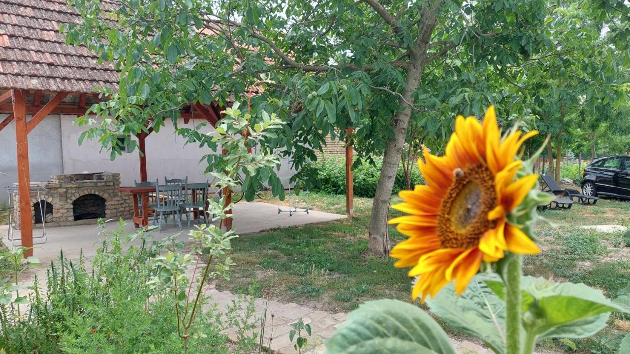 Eva House Pacir